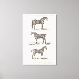 Impressão Em Tela Raça árabe do caçador das raças velhas do cava