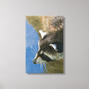 Impressão Em Tela Raccoon