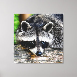 Impressão Em Tela Raccoon 003