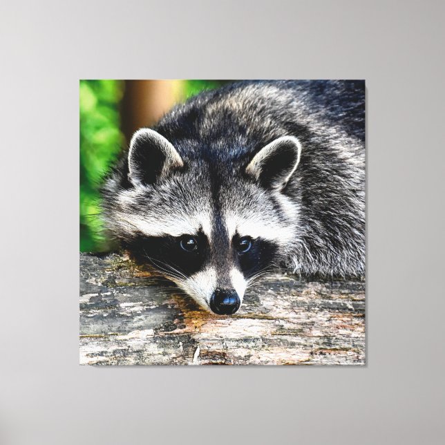 Impressão Em Tela Raccoon 003 (Frente)