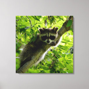 Impressão Em Tela Raccoon em cinza de Árvore Verde