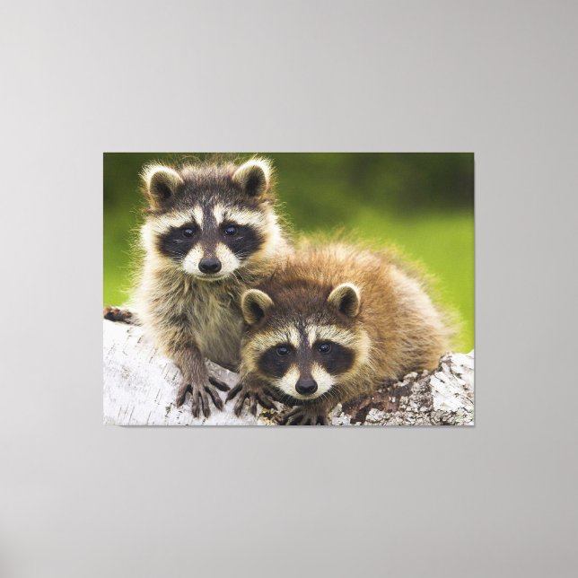 Impressão Em Tela Racoons (Frente)