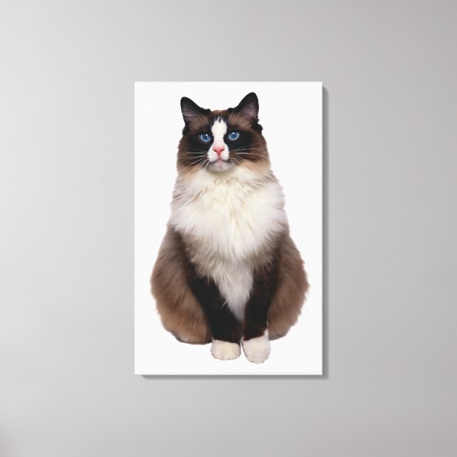 Impressão Em Tela Ragdoll Cat (Frente)