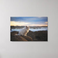 Ragdoll Cat Na Praia