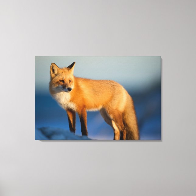 Impressão Em Tela Raposa Marrom (Frente)