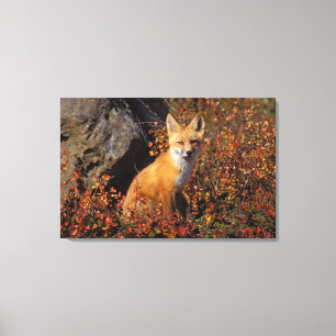 Impressão Em Tela raposa-vermelha, Vulpes vulpes, em cores de outono