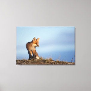 Impressão Em Tela raposa vermelha, Vulpes vulpes, na área de 1002