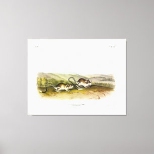 Impressão Em Tela Rato de Kangaroo Rat, de Pouched Jerboa, de Audubo