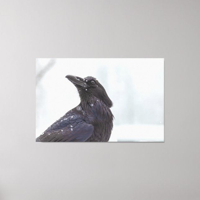 Impressão Em Tela Raven na neve (Frente)