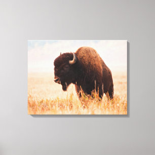Impressão Em Tela Rebanho de Bisontes Americanos (Bison Bison) em Te