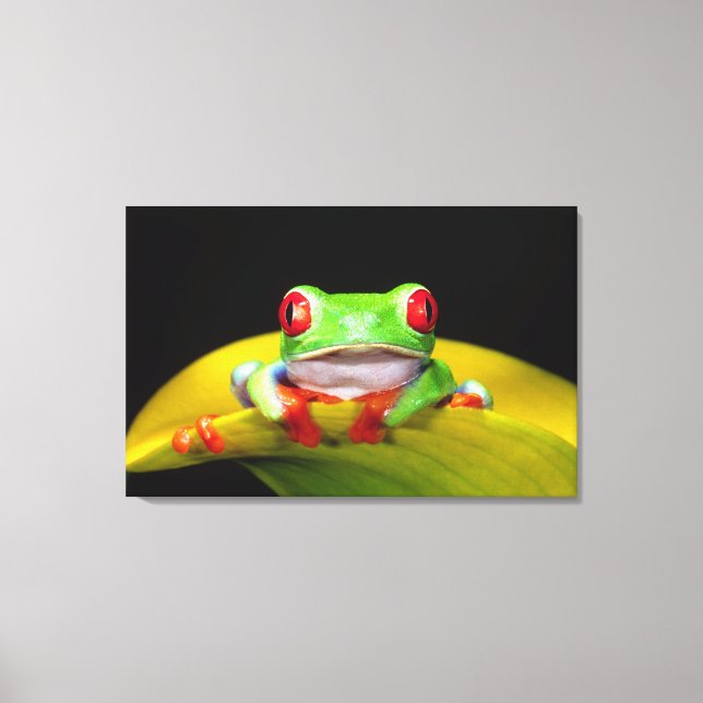 Impressão Em Tela Red Eye Treefrog, Agalychinis callidryas, Nativo (Frente)