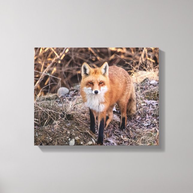 Impressão Em Tela Red Fox perto e pessoal (Frente)