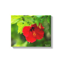 Red Hibiscus Hawaii Flor Tropical