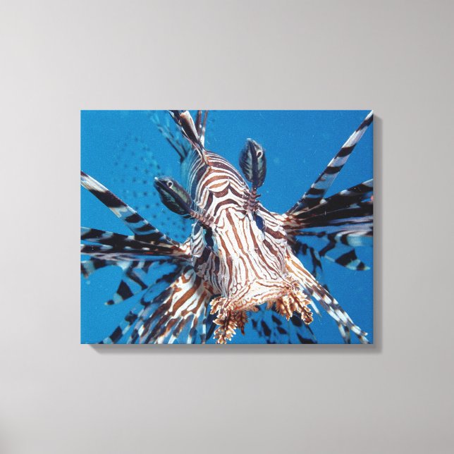 Impressão Em Tela Red Lionfish 2 (Frente)