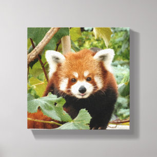 Impressão Em Tela Red Panda