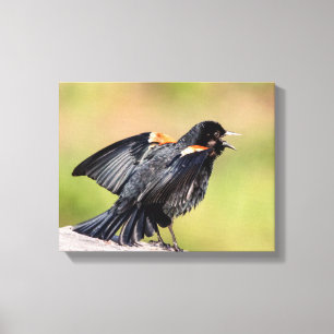 Impressão Em Tela Red Winged Blackbird Singing