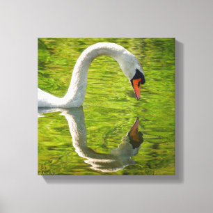Impressão Em Tela Reflexão da cisne