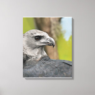 Impressão Em Tela Regal Harpy Eagle