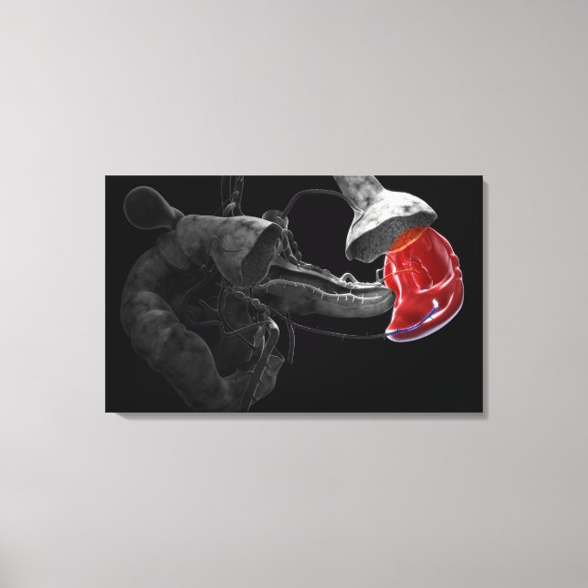 Impressão Em Tela Renderização artística 3d do baço (Frente)