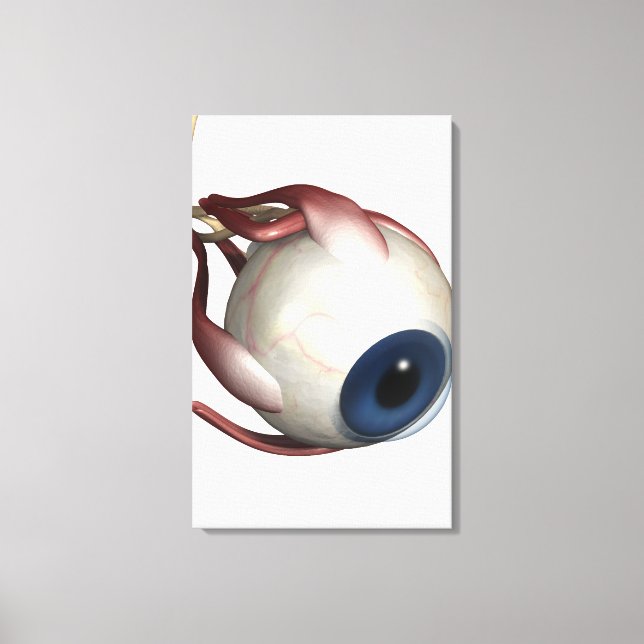 Impressão Em Tela Renderização realista dos músculos dos olhos (Frente)