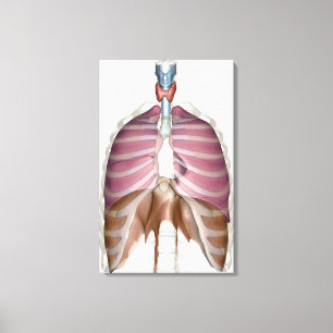 Impressão Em Tela rendição 3d do sistema respiratório