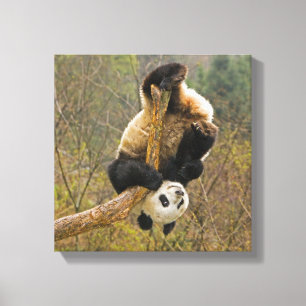 Impressão Em Tela Reserva de Pandas Wolong, China, 2 1/2 anos de ida
