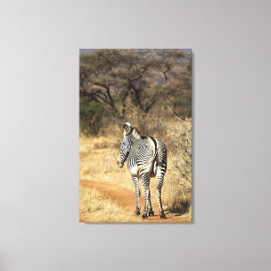 Impressão Em Tela Reserva nacional de Samburu, Kenya