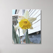 Retrato Daffodil