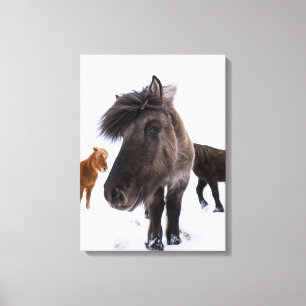 Impressão Em Tela Retrato de cavalo islandês, Islândia