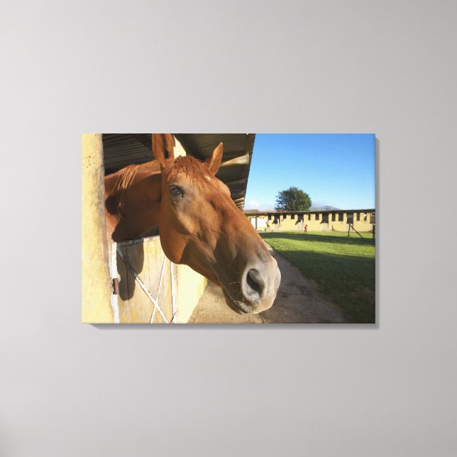 Impressão Em Tela Retrato de cavalos, Suazilândia, África do Sul (Frente)