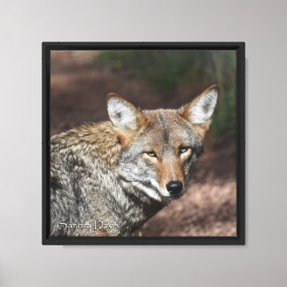 Impressão Em Tela Retrato de Coyote em Tela