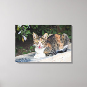 Impressão Em Tela Retrato de gato ao ar livre