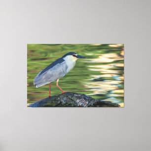 Impressão Em Tela Retrato de Heron Noturno, coroado de preto