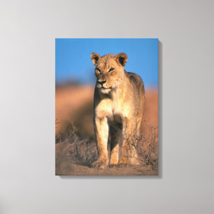 Impressão Em Tela Retrato de Leoa (Panthera Leo)