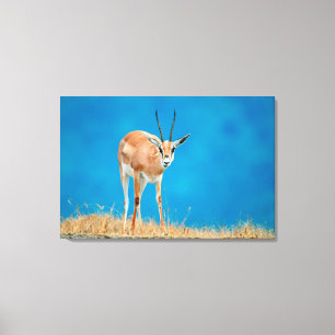 Impressão Em Tela Retrato de Ovelha de Gazela de Grant (Gazella Gran