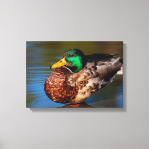 Impressão Em Tela Retrato de Pato-real