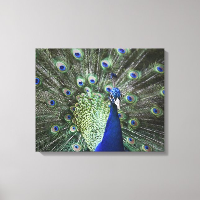 Impressão Em Tela Retrato De Pavão Com Penas (Frente)