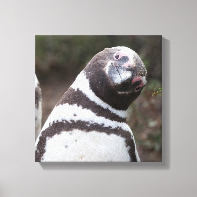 Impressão Em Tela Retrato de pinguim magelânico (Frente)