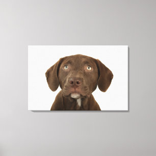 Impressão Em Tela Retrato de quatro meses do filhote de cachorro do