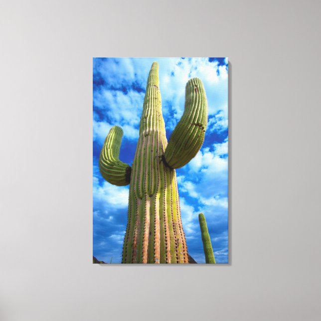 Impressão Em Tela Retrato de Saguaro cactus, Arizona (Frente)