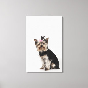 Impressão Em Tela Retrato de um cão do yorkshire terrier