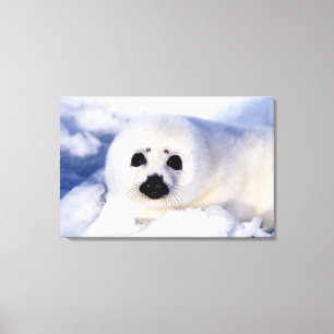 Impressão Em Tela Retrato de um Filhote de Foca-da-Groenlândia