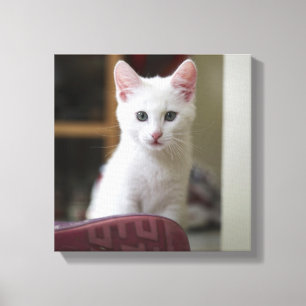 Impressão Em Tela Retrato de um gatinho branco, Sweden.