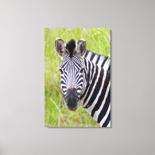Impressão Em Tela Retrato de Zebra-da-planície, Hluhluwe-Umfolozi Ga