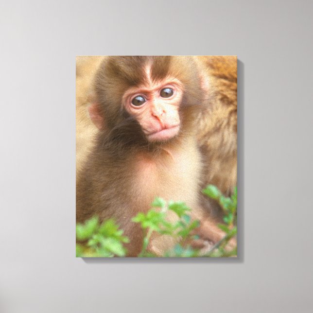 Impressão Em Tela Retrato do Bebê Macaco da Neve (Frente)