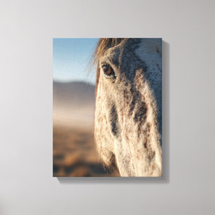 Impressão Em Tela Retrato do Cavalo Branco ao Nascer do Sol em Close