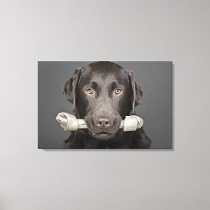 Impressão Em Tela Retrato do chocolate Labrador