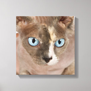 Impressão Em Tela Retrato do estúdio do gato de Sphynx