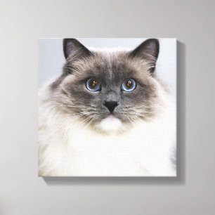 Impressão Em Tela Retrato do gato de Ragdoll