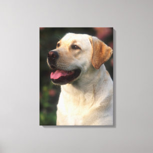 Impressão Em Tela Retrato do Labrador Retriever, Hilton